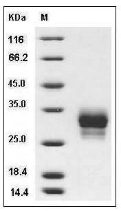 Cynomolgus CD32a / FCGR2A Protein (His Tag) SDS-PAGE