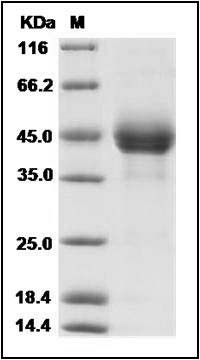 Human CD3E & CD3G Heterodimer Protein SDS-PAGE