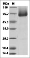 Rat B7-H5 / GI24 / VISTA Protein (Fc Tag)