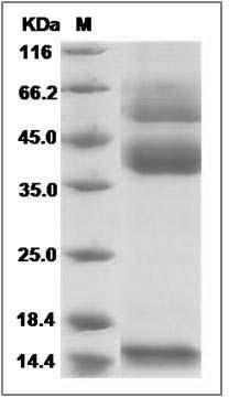 Mouse Latent TGF-beta 1 / TGFB1 Protein (His Tag) SDS-PAGE