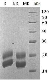 Rat Csf2/Csfgm (His tag) recombinant protein