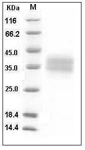 Mouse CD32 / FCGR2B Protein (His Tag) SDS-PAGE