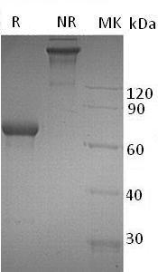 Human TNFRSF4/TXGP1L (Fc tag) recombinant protein