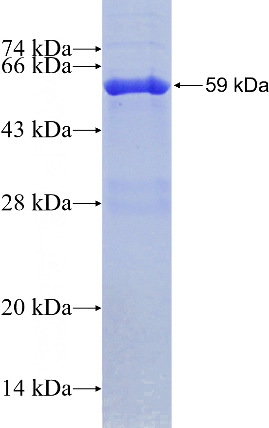 Recombinant Human FICD SDS-PAGE