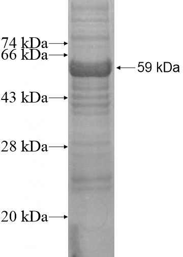 Recombinant Human WDR13 SDS-PAGE