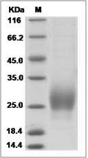 Ctla4 protein SDS-PAGE