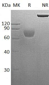 Human CD48/BCM1/BLAST1 (Fc & His tag) recombinant protein