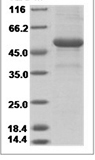 Human TNFSF14 recombinant protein (N-mouse IgG1-Fc)