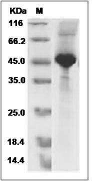 Cynomolgus IFNB1 / IFN-beta / Interferon beta Protein (Fc Tag) SDS-PAGE