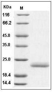 Human IL-1 alpha / IL1A / IL1F1 Protein SDS-PAGE