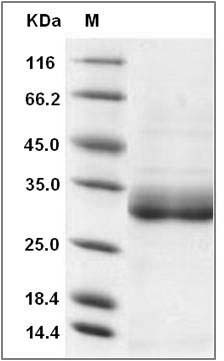 Human GPX7 / Glutathione Peroxidase 7 Protein (Fc Tag) SDS-PAGE