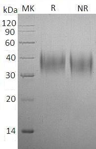 Mouse Fcgr3 (His tag) recombinant protein