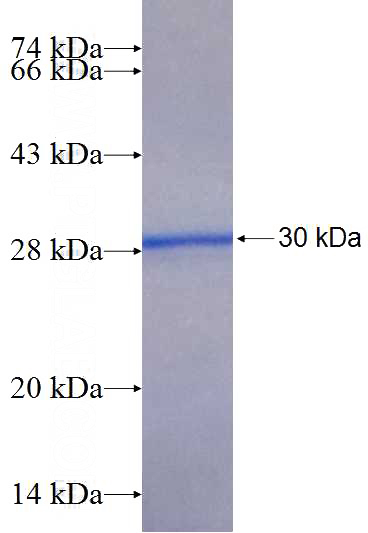 Recombinant Human LMF2 SDS-PAGE