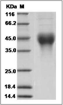 Canine CXCL16 / SR-PSOX Protein (His Tag) SDS-PAGE