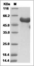 Efnb3 protein SDS-PAGE