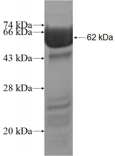 Recombinant Human SYT1 SDS-PAGE