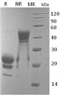Mouse Il17f (His tag) recombinant protein