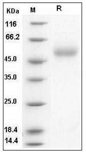 Influenza A H5N1 (A/Anhui/1/2005) Hemagglutinin Protein (HA1 Subunit) SDS-PAGE