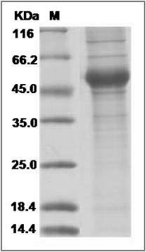 Influenza A H5N1 (A/Thailand/1(KAN-1)/2004) Neuraminidase / NA Protein (His Tag), Biotinylated