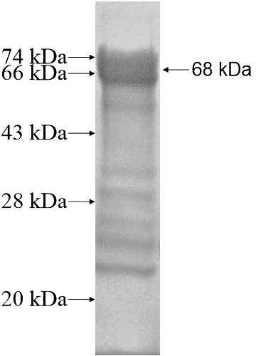 Recombinant Human RNF168 SDS-PAGE