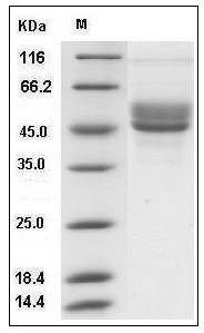 Human SerpinI2 Protein (His Tag) SDS-PAGE