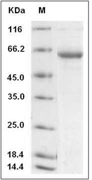 Human ERP27 Protein (Fc Tag) SDS-PAGE