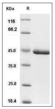 Mouse CHI3L1 / YKL40 / gp39 Protein (His Tag) SDS-PAGE