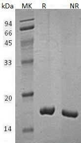 Human FABP2/FABPI (His tag) recombinant protein