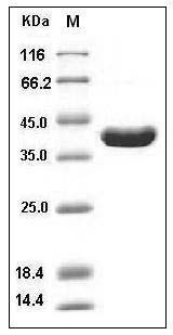Human ITCH / AIP4 Protein (aa 526-903) SDS-PAGE