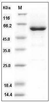 Mouse CD73 / NT5E Protein (His Tag) SDS-PAGE