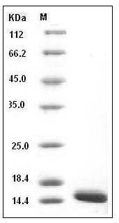 Human FABP4 / ALBP / A-FABP Protein (29 Ala/Thr, His Tag) SDS-PAGE