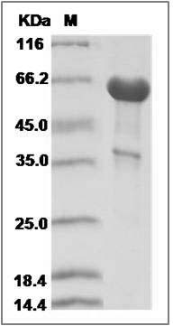 Human PILR-alpha / PILRA Protein (Fc Tag) SDS-PAGE