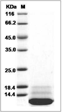 Cynomolgus IL13 / ALRH Protein SDS-PAGE