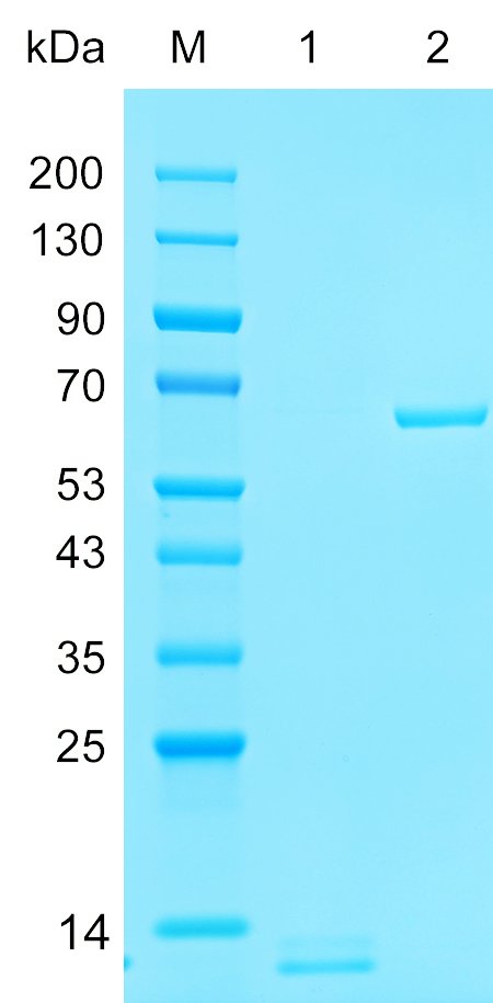 Recombinant BOLA3 protein (His tag) SDS-PAGE