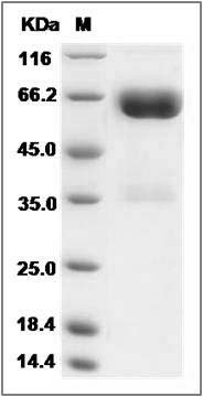 Rat LILRA5 Protein (Fc Tag) SDS-PAGE