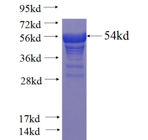 Recombinant human C11orf60 SDS-PAGE