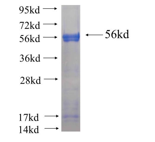 Recombinant human FKTN SDS-PAGE