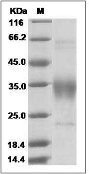 Human CD47 Protein