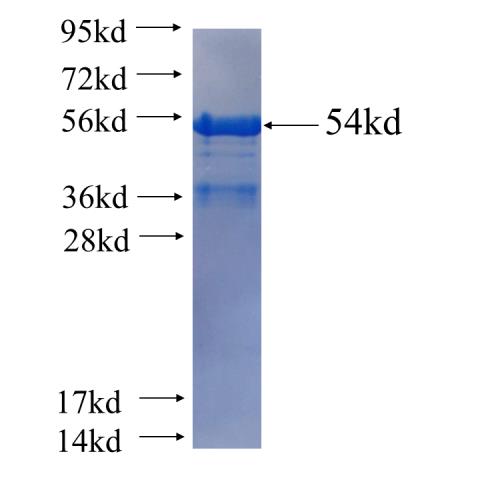 Recombinant human PCM1 SDS-PAGE