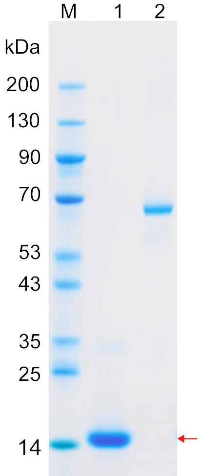 Recombinant IGLC3 protein (His tag) SDS-PAGE