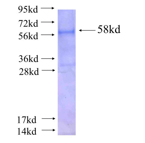 Recombinant human PDE7B(Full length) SDS-PAGE