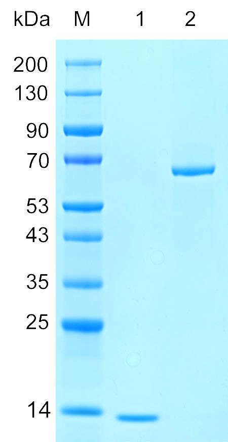 Recombinant MED11 protein (His tag) SDS-PAGE