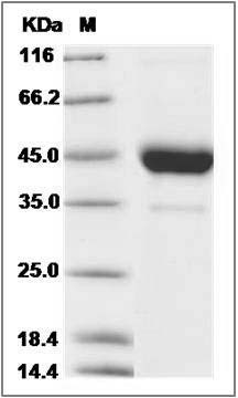 Cynomolgus CD53 Protein (aa 107-181, Fc Tag) SDS-PAGE