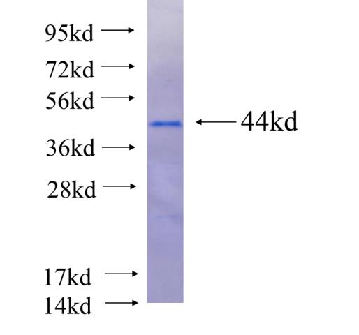 Recombinant human C14orf133 SDS-PAGE
