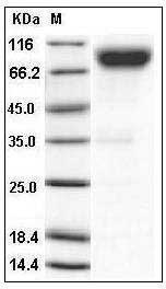 Mouse CD200R4 / CD200 Receptor 4 / CD200RLa Protein (Fc Tag) SDS-PAGE