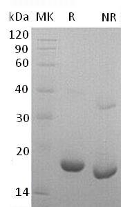 Mouse Lif recombinant protein