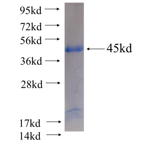 Recombinant Arabidopsis thaliana F6'H1 SDS-PAGE