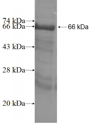 Recombinant Human SRP54 SDS-PAGE