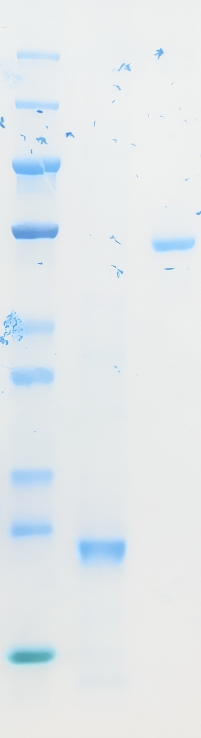 Recombinant KRAS protein (His tag) SDS-PAGE