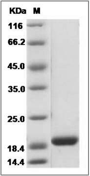 Mouse AIMP1 / EMAP2 / SCYE1 Protein SDS-PAGE